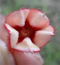  Corolla limb